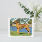 Ridgeback Briefkaart (Staand voorkant)