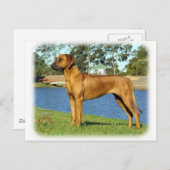Ridgeback Briefkaart (Voorkant / Achterkant)