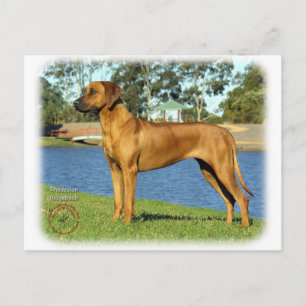 Ridgeback Briefkaart