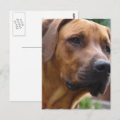 Ridgeback-Briefkaart Rhodezische Ridgeback Briefkaart (Voorkant / Achterkant)