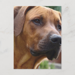 Ridgeback-Briefkaart Rhodezische Ridgeback Briefkaart