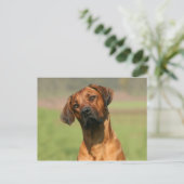 Ridgeback-Briefkaart Rhodezische Ridgeback Briefkaart (Staand voorkant)