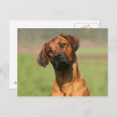 Ridgeback-Briefkaart Rhodezische Ridgeback Briefkaart (Voorkant / Achterkant)
