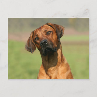 Ridgeback-Briefkaart Rhodezische Ridgeback Briefkaart