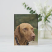 Ridgeback Dog Briefkaart Rhodezisch (Staand voorkant)