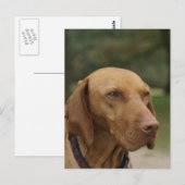Ridgeback Dog Briefkaart Rhodezisch (Voorkant / Achterkant)