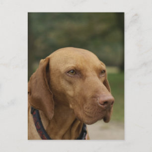Ridgeback Dog Briefkaart Rhodezisch