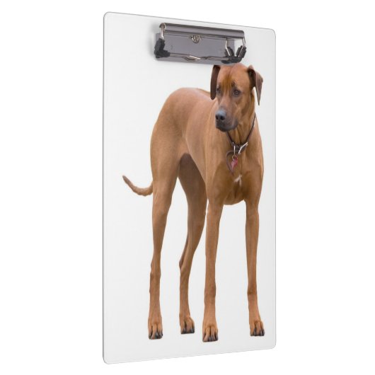 Ridgeback/Dog-fotoklembord Rhodezisch Klembord (Rechts)