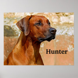 Ridgeback Dog Poster