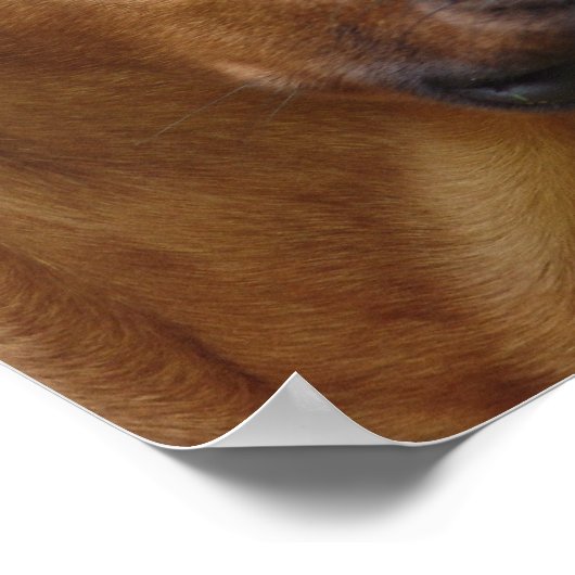 Ridgeback Dog-printer voor Rhodezesisch Ridgeback Poster (Hoek)