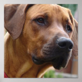 Ridgeback Dog-printer voor Rhodezesisch Ridgeback Poster (Voorkant)