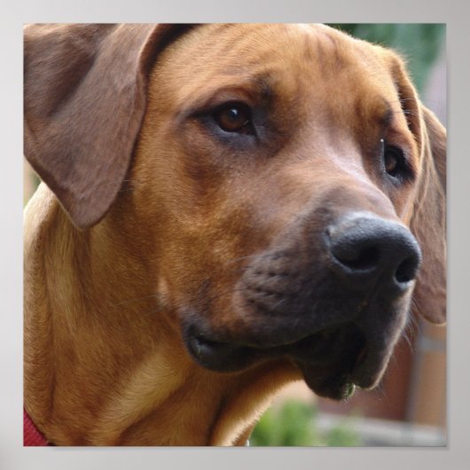Ridgeback Dog-printer voor Rhodezesisch Ridgeback Poster (Voorkant)