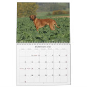 Ridgeback-kalender Rhodezische Ridgeback 2011 Kalender (Feb 2027)