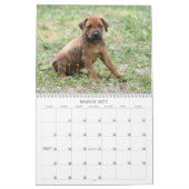 Ridgeback-kalender Rhodezische Ridgeback 2011 Kalender (Mar 2027)