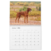 Ridgeback-kalender voor Rhodezische Ridgeback Kalender (Jan 2026)