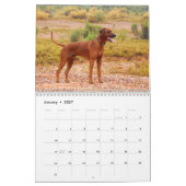 Ridgeback-kalender voor Rhodezische Ridgeback Kalender (Jan 2027)