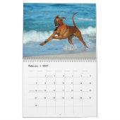 Ridgeback-kalender voor Rhodezische Ridgeback Kalender (Feb 2027)