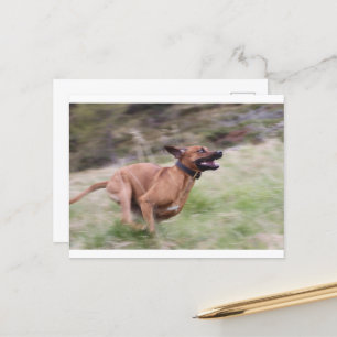 ridgeback met 2 briefkaart