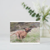 ridgeback met 2 briefkaart (Staand voorkant)
