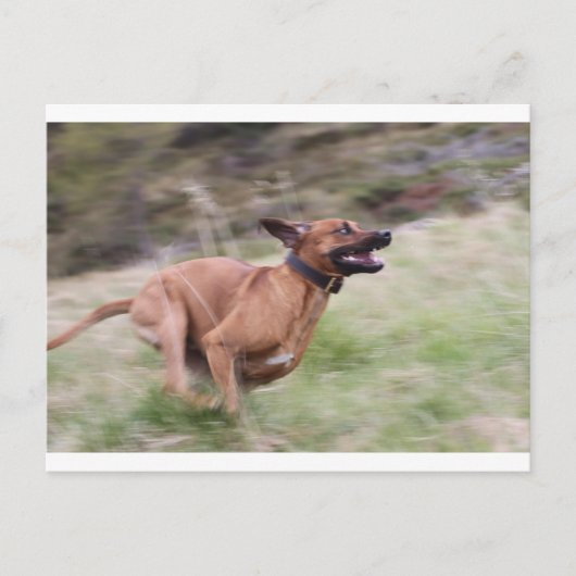 ridgeback met 2 briefkaart (Voorkant)