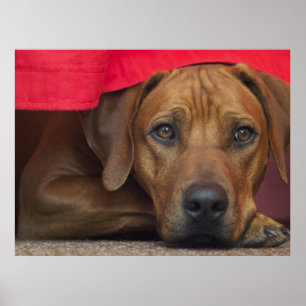 Ridgeback Poster
