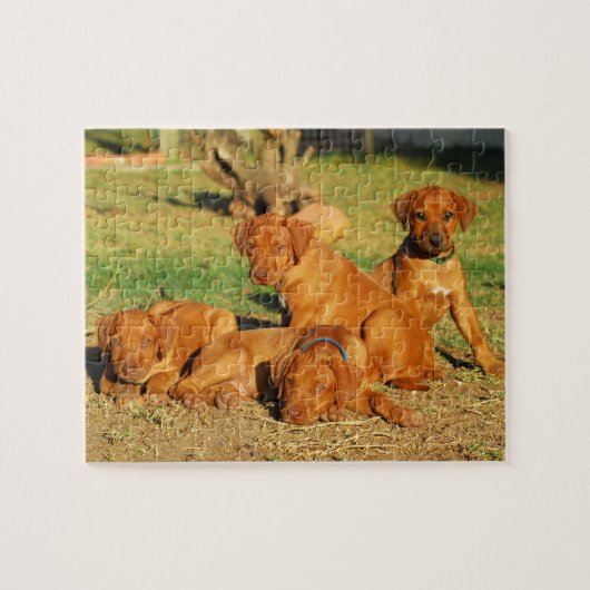 Ridgeback-puppies Rhodezische puzzel (Horizontaal)