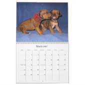 Ridgeback-Puppies Rhodezische Ridgeback 2013 Kalender (Mar 2027)