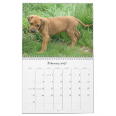 Ridgeback-Puppies Rhodezische Ridgeback 2013 Kalender (Feb 2027)