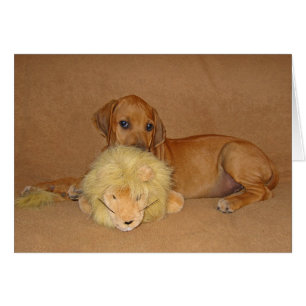Ridgeback Puppy