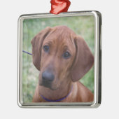 Ridgeback Puppy Metalen Ornament (Links)