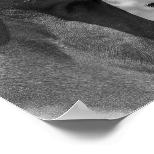 Ridgeback Rhodesian Quottes Poster (Hoek)