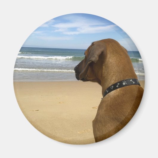 Ridgeback Rhodezische producten Magneet (Voorkant)