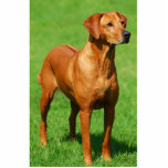 Ridgeback-sculptuur Rhodezisch Staand Fotobeeldje<br><div class="desc">Een Rhodezische rigeback snijdt sculptuur uit op een acrylplaat.</div>