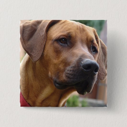 Ridgeback Square Pin Rhodesiaans Vierkante Button 5,1 Cm (Voorkant)