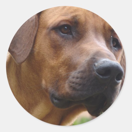 Ridgeback-Stickers in Rhodezische Ridgeback Ronde Sticker (Voorkant)