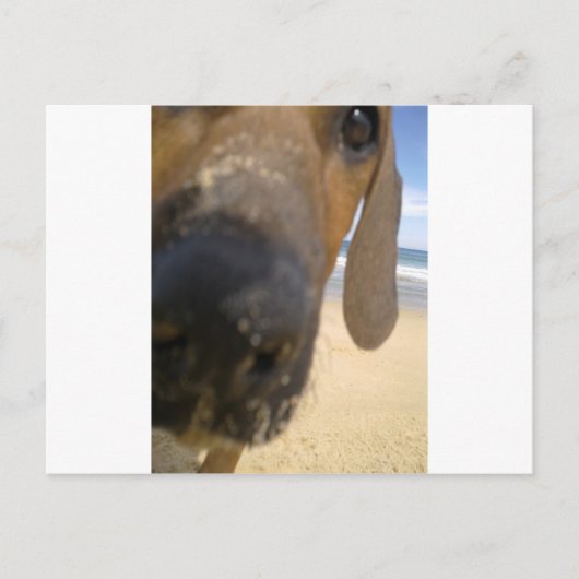 Ridgeback Stuff Briefkaart (Voorkant)