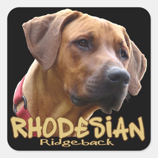 Ridgeback Vierkante Sticker (Voorkant)
