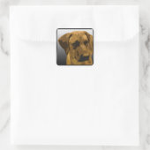 Ridgeback Vierkante Sticker (Tas)