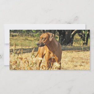 Ridgeback-Wenskaart Rhodezische Ridgeback