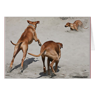 Ridgebacks' Fun op strand