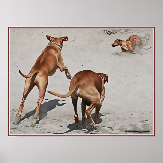 Ridgebacks' Fun op strand - Gepersonaliseerd Poster (Voorkant)