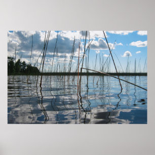 Riet en reflecties op Rice Lake Poster