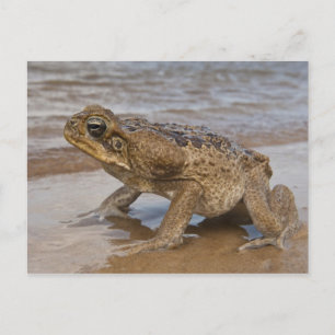 Rietpad Rhinella marina, voorheen Bufo Briefkaart