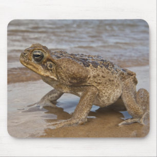 Rietpad Rhinella marina, voorheen Bufo Muismat
