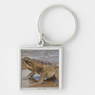 Rietpad Rhinella marina, voorheen Bufo Sleutelhanger