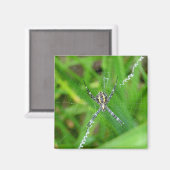 Rietspin - Grote Eiland magneet (Voorkant / Achterkant)