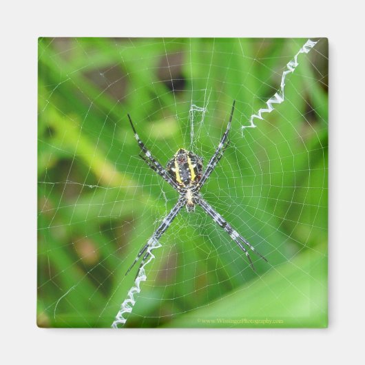 Rietspin - Grote Eiland magneet (Voorkant)