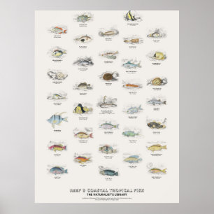 Rif- en Kust Tropische Vissen-Naturalist's Bibliot Poster
