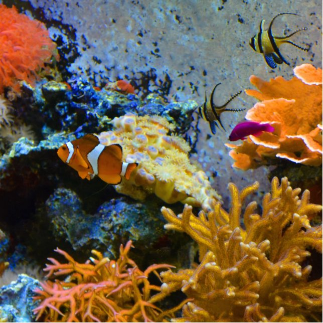 rif vis koraaloceaan staand fotobeeldje  (Voorkant)