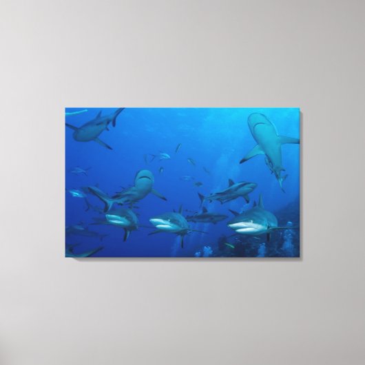 Rifhaai verpakt Canvas Afdruk (Voorkant)